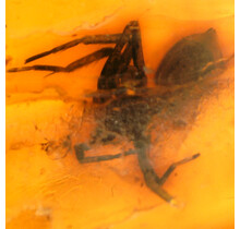 Baltischer Bernstein mit eingeschlossenem Spinne