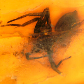 Barnsteen met ingesloten insect