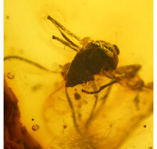 Baltic amber with enclosed mosquito