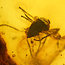 Baltic amber with enclosed mosquito