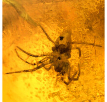 Baltic amber with enclosedspider and  mosquito