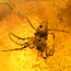 Baltischer Bernstein mit eingeschlossenem Spinne und Mücke