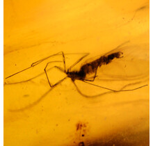 Baltic amber with enclosed mosquito