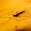Baltic amber with enclosed mosquito