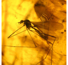 Baltic amber with enclosed hanging flies and an aphid