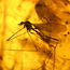 Baltic amber with enclosed hanging flies and an aphid