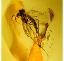 Baltic amber with enclosed mushroom mosquito