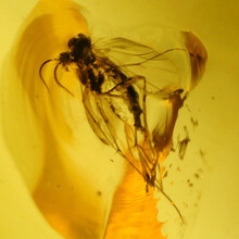 Barnsteen met ingesloten insect