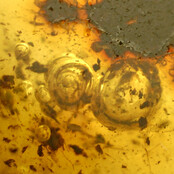 Baltischer Bernstein mit eingeschlossenem Pilzmücke