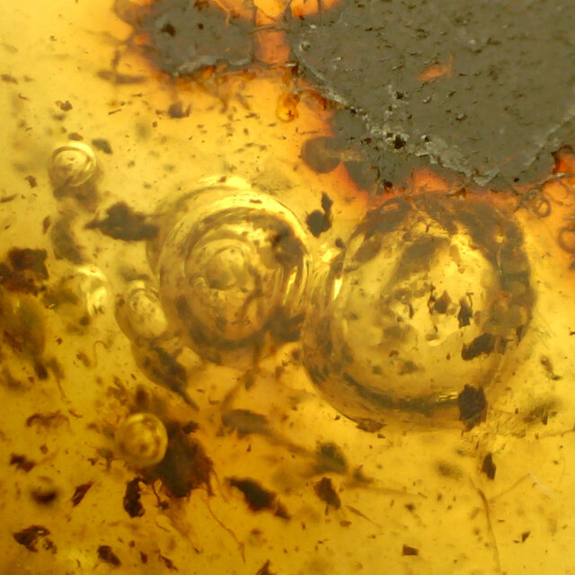 Baltic amber with enclosed mushroom mosquito