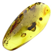 Baltic amber with enclosed mushroom mosquito