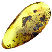 Baltic amber with enclosed mushroom mosquito