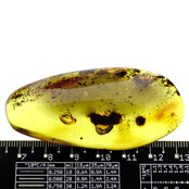 Baltischer Bernstein mit eingeschlossenem Pilzmücke