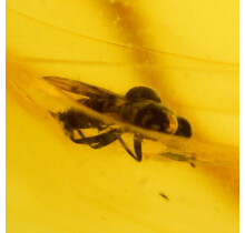 Baltic amber with enclosed fly