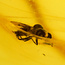 Baltic amber with enclosed fly