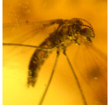 Baltic amber with 2 enclosed mosquitos