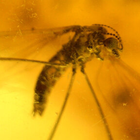 Barnsteen met ingesloten insect