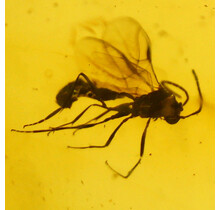 Baltic amber with enclosed wasp