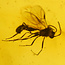 Baltic amber with enclosed wasp