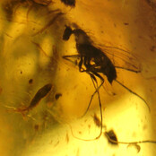 Baltic amber with enclosed fly