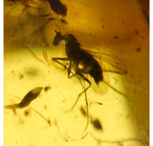 Baltic amber with enclosed fly