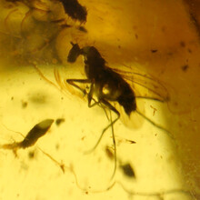 Barnsteen met ingesloten insect