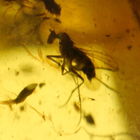 Barnsteen met ingesloten insect