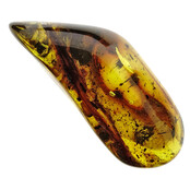 Baltic amber with enclosed fly