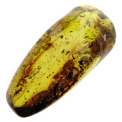 Baltic amber with enclosed fly