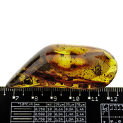 Baltic amber with enclosed fly