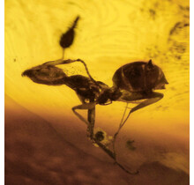 Baltic amber with enclosed ant