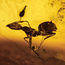 Baltic amber with enclosed ant