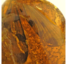 Baltic amber with enclosed insect wings