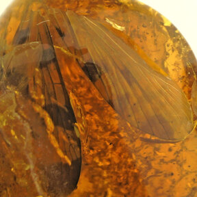 Amber with enclosed insect wings