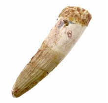 Real dinosaur tooth from a Spinosaurus