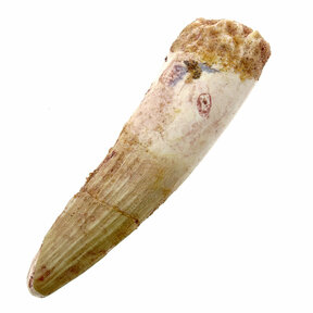 Spinosaurus tooth