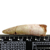 Echt Dinosaurier Zahn spinosaurus Echt Dinosaurier Zahn spinosaurus