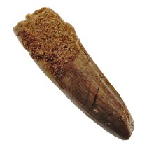 Echte dinosaurus tand van de spinosaurus