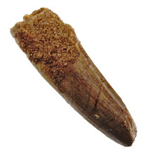 Spinosaurus tooth