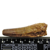 Echte dinosaurus tand van de spinosaurus Echte dinosaurus tand van de spinosaurus