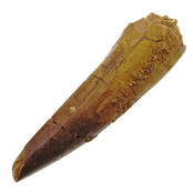 Real dinosaur tooth from a Spinosaurus