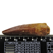 Real dinosaur tooth from a Spinosaurus