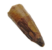 Real dinosaur tooth from a Spinosaurus