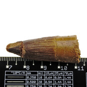 Echte dinosaurus tand van de spinosaurus Echte dinosaurus tand van de spinosaurus