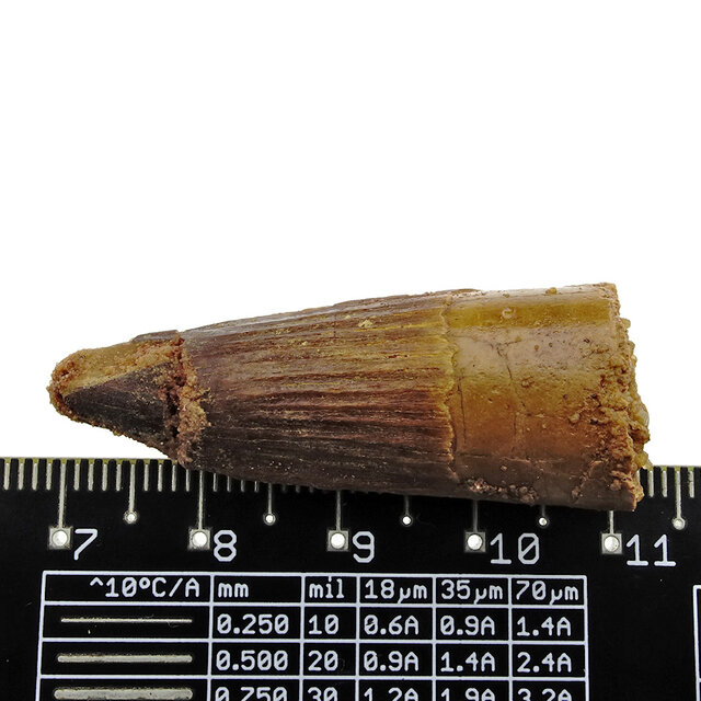 Real dinosaur tooth from a Spinosaurus Real dinosaur tooth from a Spinosaurus