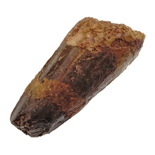 Spinosaurus tooth
