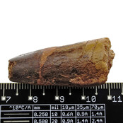 Real dinosaur tooth from a Spinosaurus Real dinosaur tooth from a Spinosaurus