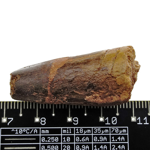 Real dinosaur tooth from a Spinosaurus Real dinosaur tooth from a Spinosaurus