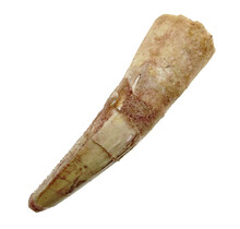 Real dinosaur tooth from a Spinosaurus
