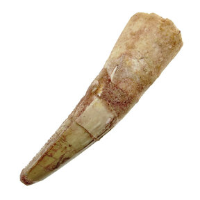 Spinosaurus tooth